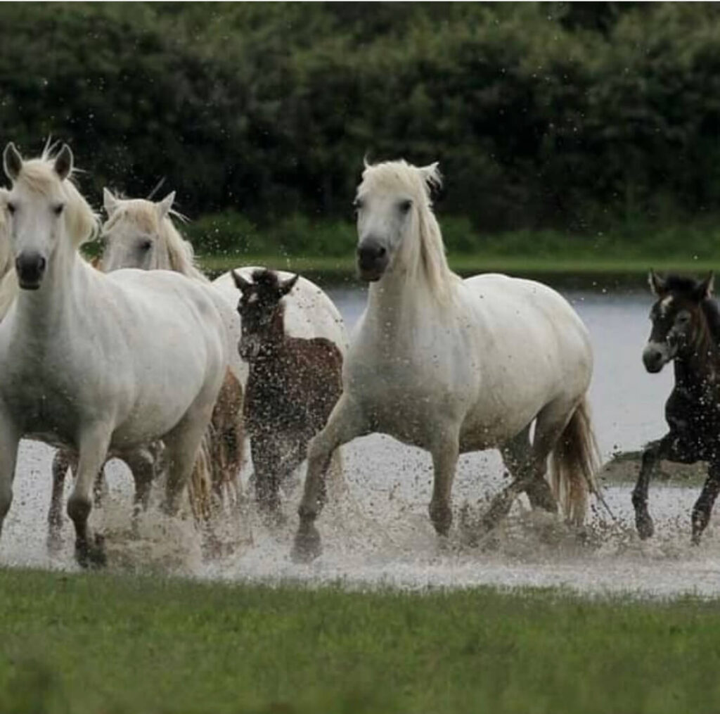Riserva Naturale Foce dell'Isonzo, Isola della Cona - La Pamos
Cavalli di razza Camargue