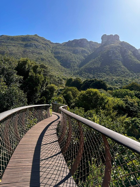 cosa vedere a Cape Town,kirstenbosch National Botanic Garden